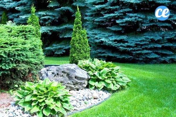 Un jardin bien entretenu et sans mauvaises herbes.