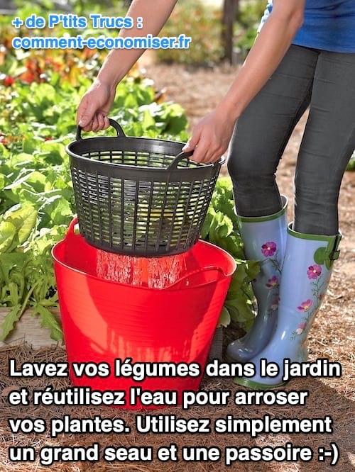 Un seau et une passoire pour laver les fruits et arroser les plantes pour économiser l'eau