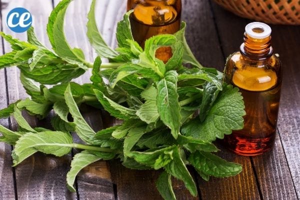 Des feuilles et de l'huile essentielle de menthe poivrée pour repousser les punaises vertes et punaises diaboliques.