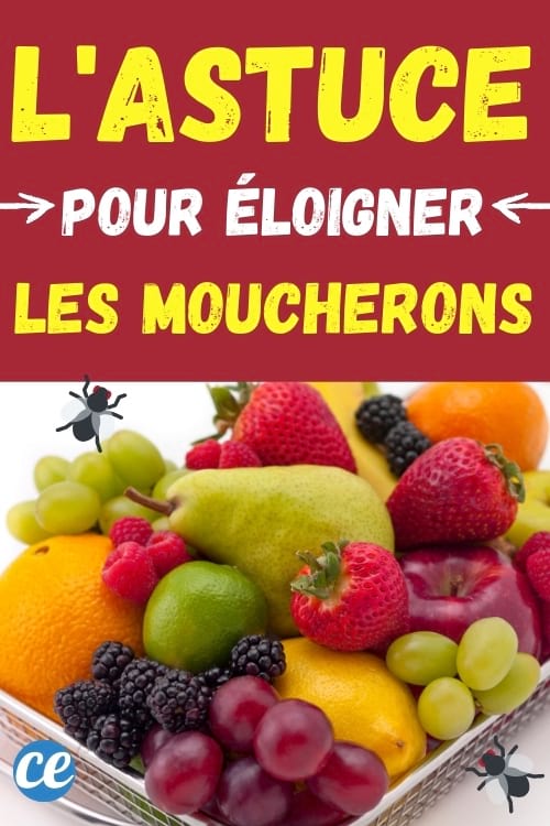 corbeille de fruits avec des moucherons