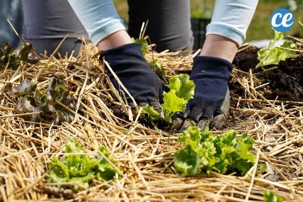 Le paillage permet d'empêcher les graines des mauvaises herbes de pousser.