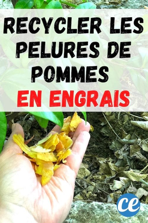des pelures de pommes sont recyclés en engrais pour une plante