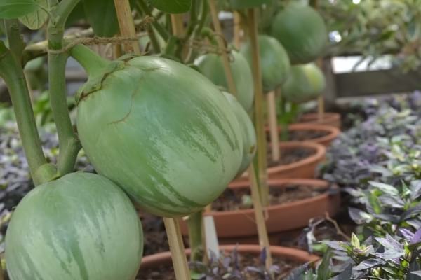 Plans de melons à faire pousser en pot