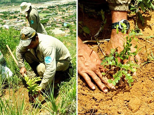 un homme plante une pousse d'arbre