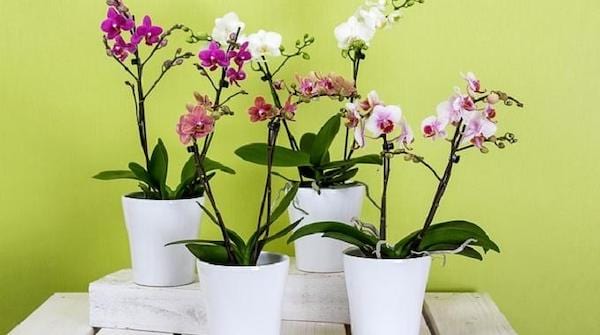 Plusieurs pots de fleurs posés
