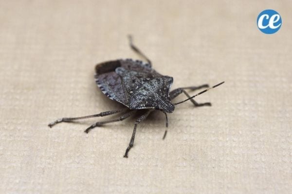 Les punaises diaboliques sécrètent une mauvaise odeur lorsqu'elles se sentent en danger.