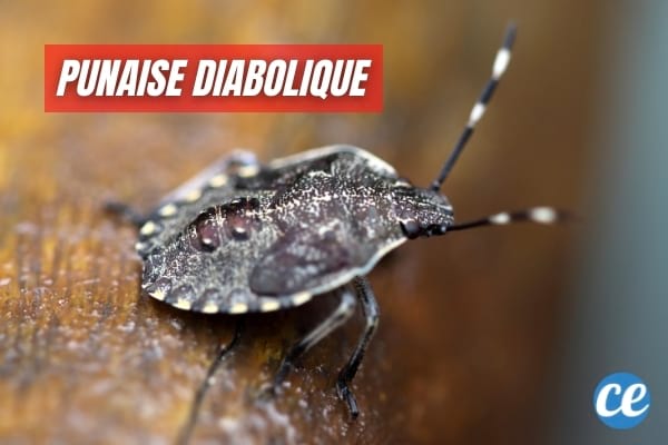 Les punaises diaboliques peuvent facilement s'introduire dans votre maison.