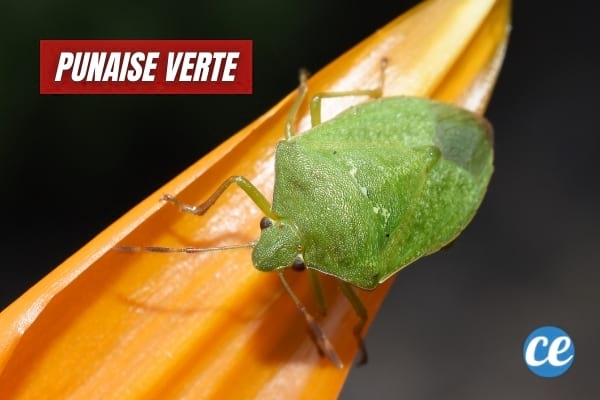Une punaise verte sur une fleur orange.