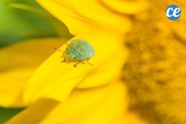Utilisez les plantes martyres pour attirer les punaises vertes et punaises diaboliques.