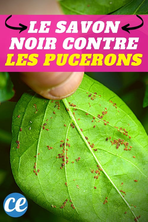 Une mains qui retourne une feuille verte pleine de pucerons pour les traiter au savon noir