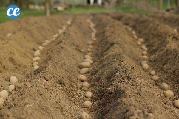 Des sillons pour faire pousser des pommes de terre.