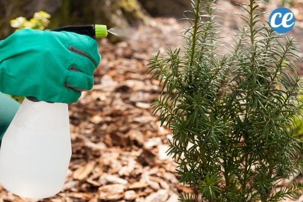 Un spray maison anti-punaise dans le jardin.