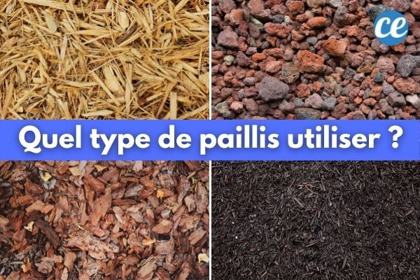 À Quoi Sert le Paillage et Lequel Choisir Pour Votre Jardin Et Potager