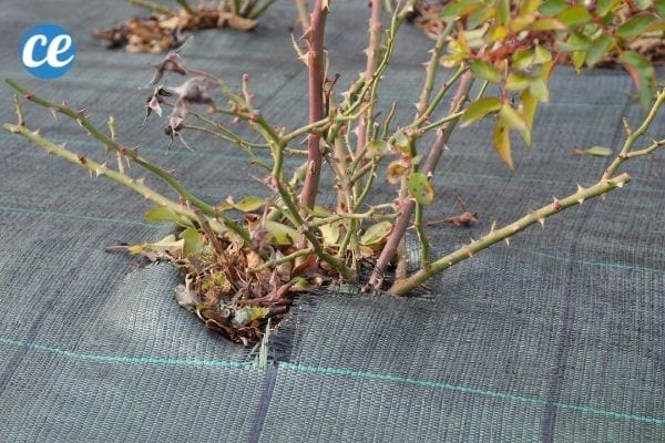La toile de paillage protège les plantes de votre jardin.
