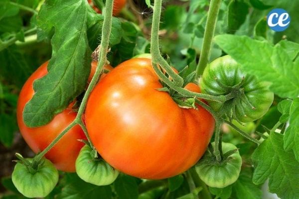 Quelle est la bonne température pour obtenir des tomates parfaitement mûres ?