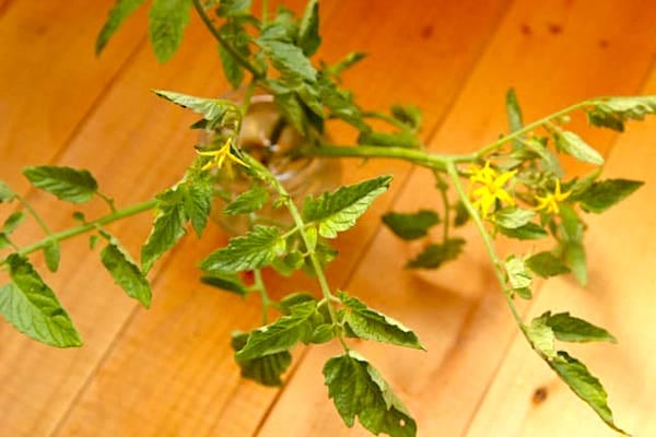 Une bouture de tomates dans un bocal d'eau vu du dessus