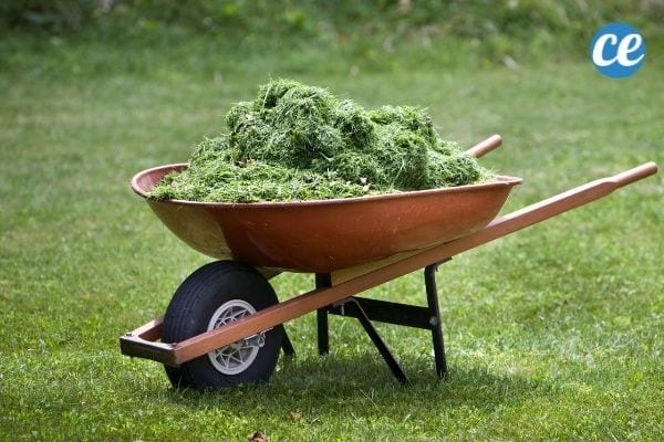Les tontes de gaszon font un parfait paillis jardin naturel.