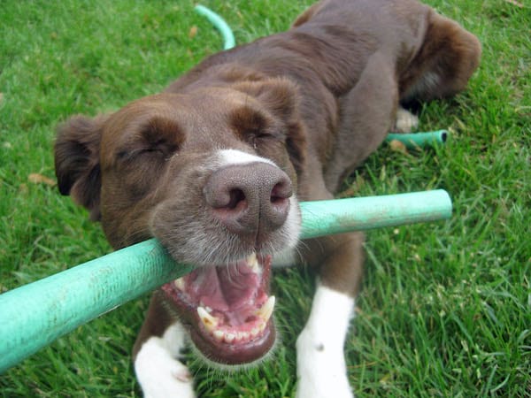 Utilisez un vieux tuyau d'arrosage pour faire un jouet pour votre chien.