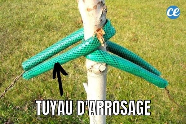 Ein alter Gartenschlauch eignet sich perfekt, um Baumstämme vor Pfahlbindern zu schützen.