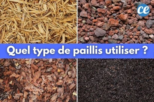 Paille, pouzzolane, compost, copeaux de bois : les meilleurs paillis pour votre jardin.