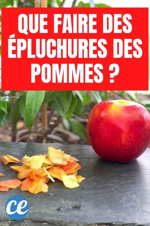 Des épluchures de pomme et une pomme rouge posées devant une plante verte
