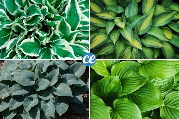 Les hostas sont une plante de culture très facile et que ne demandent quasiment pas d'entretien.