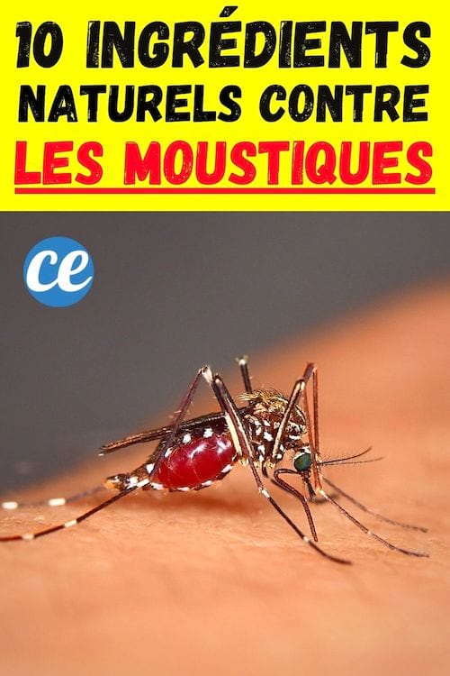 Un moustique qui a piqué quelqu'un et qui est plein de sang
