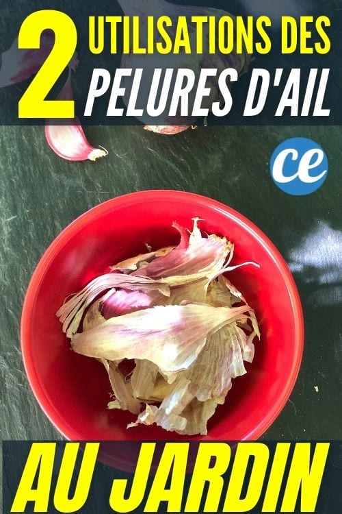 Des pelures d'ail dans un bol rouge pour leur utilisation au jardin