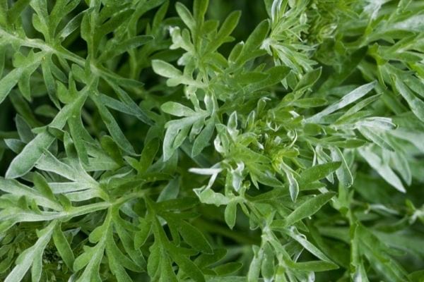 feuille d'absinthe pour le jardin