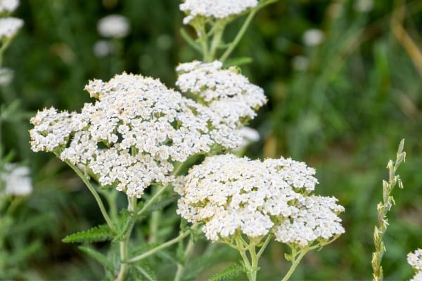 fleurs d'achillée blanche