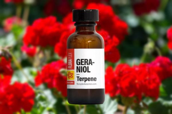 Fabriquer un spray répulsif anti-moustique naturel avec de l'huile de géraniol.