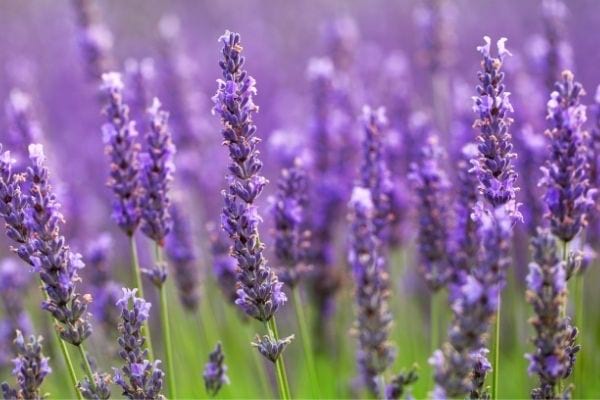 Comment fabriquer son repulsif anti moustique avec des fleurs de lavande.