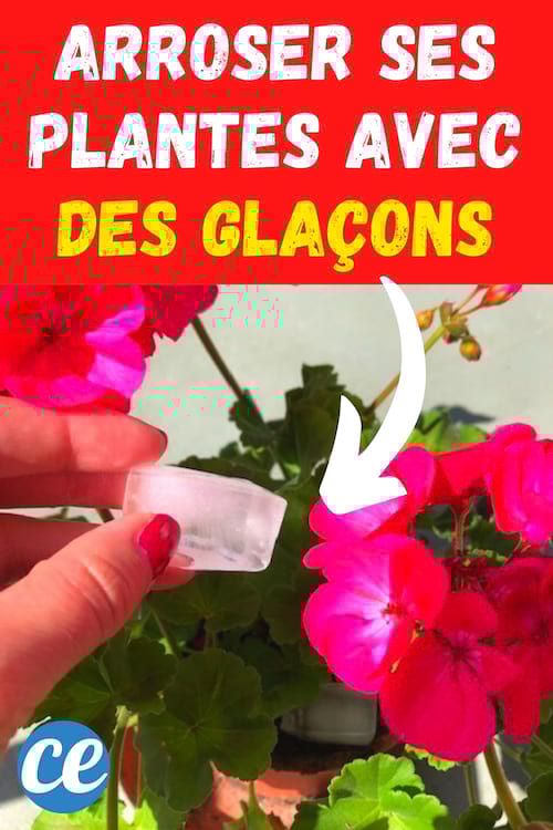 4 Bonnes Raisons d'Arroser vos Plantes Avec des Glaçons.