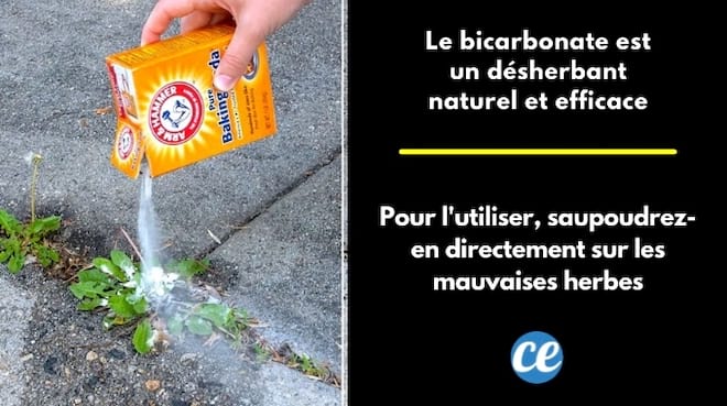 Une main qui saupoudre du bicarbonate sur les mauvaises herbes