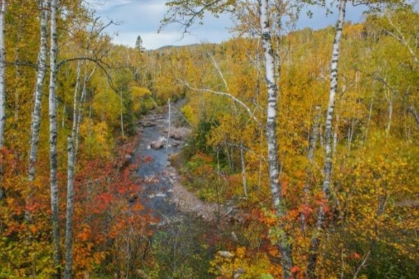 des bouleaux noirs en automne devant une rivière