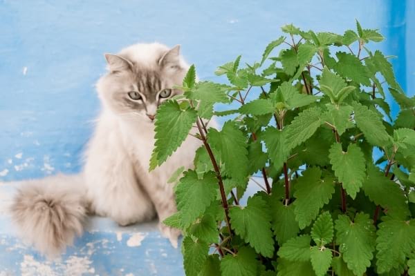 chat avec de l'herbe à chats