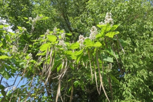 catalpa en fleurs avec des fruits