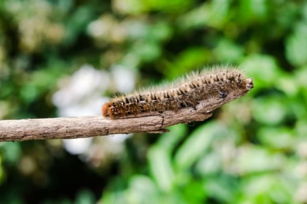 Une chenille processionnaire à éliminer sur une branche