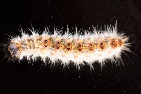 Une chenille processionnaire à éliminer qui pique