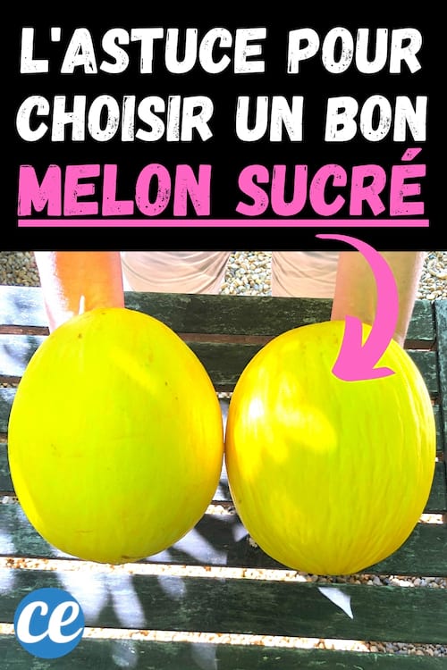 Comment Choisir un Bon Melon Jaune Bien Sucré à Tous les Coups.