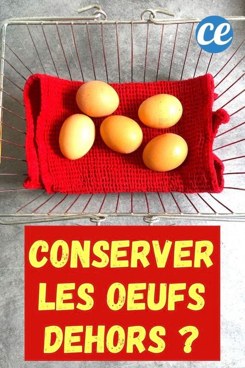 6 oeufs dans un panier métallique sur un chiffon rouge conservés dehors