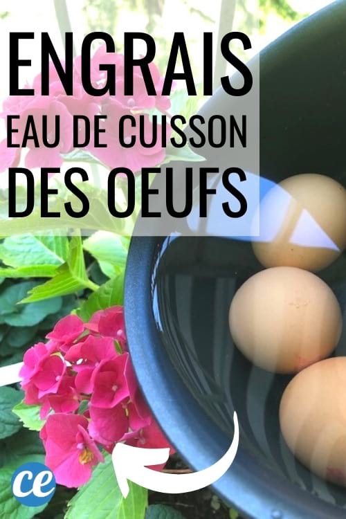 oeufs dans une casserole d'eau et fleur rose d'hortensia