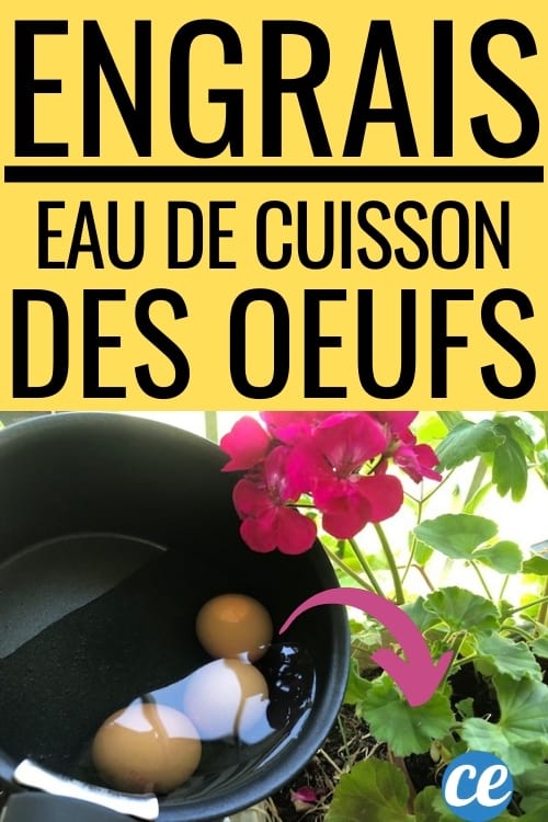 eau de cuisson des oeufs dans une casserole et fleurs roses