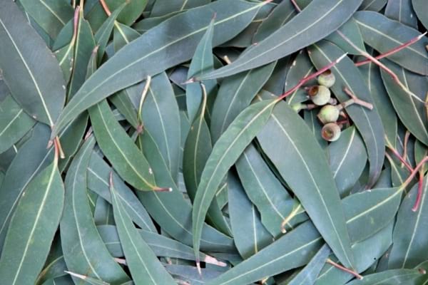 feuilles d'eucalyptus citronné contre les moustiques