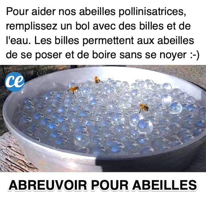 Comment faire un abreuvoir pour abeilles