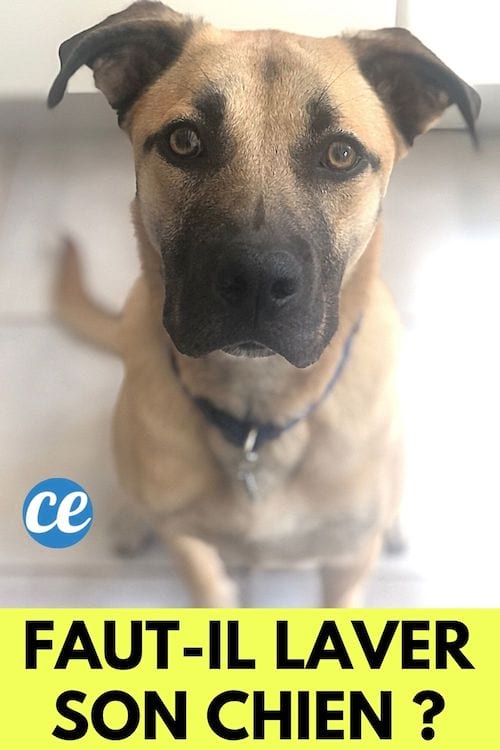 un chien marron et noir se tient assis