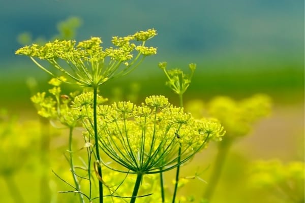 fleur de fenouil vert anis