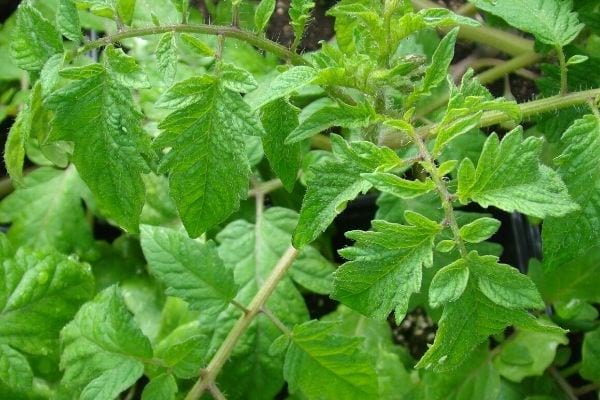 décoction de feuilles de tomate contre les parasites
