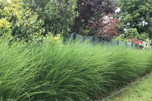Une haie de miscanthus servant de haie sans entretien