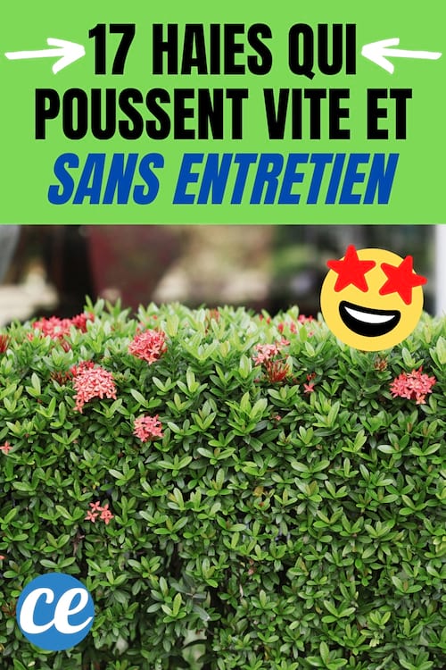 Haies SANS Entretien : 17 Arbustes Qui Poussent Vite et Sans Effort.